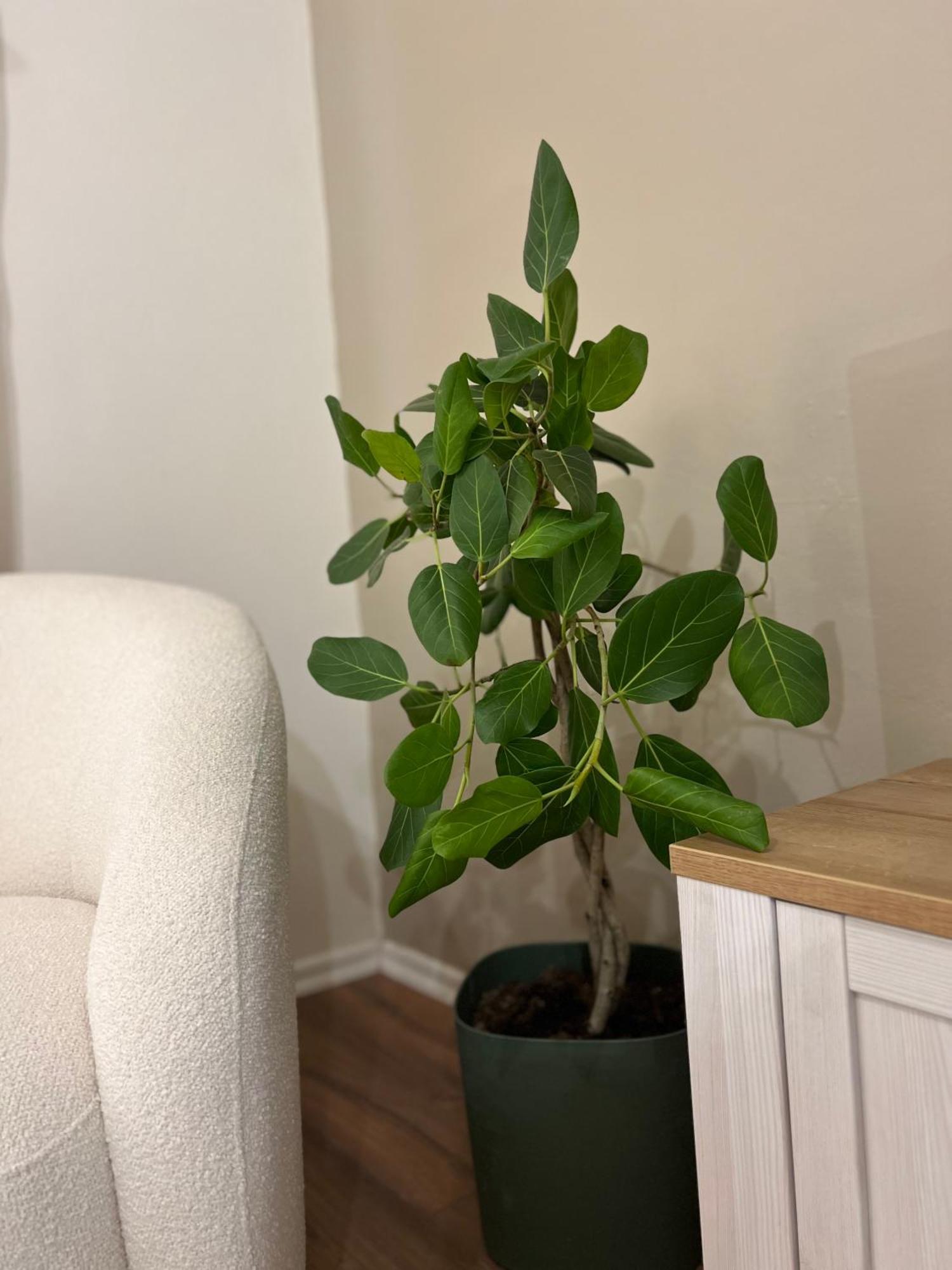 Boho Cane Apartment Tiranë Luaran gambar